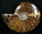 Wide Cleoniceras Ammonite - Madagascar #5240-1